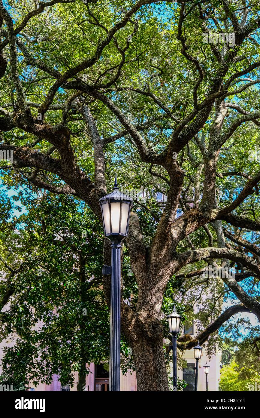 Beleuchtete Lampen im Savannah Park Stockfoto