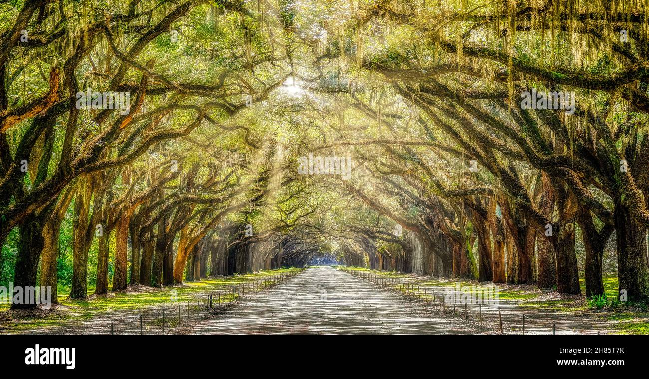 Sonnenlicht Durch Wormsloe Stockfoto