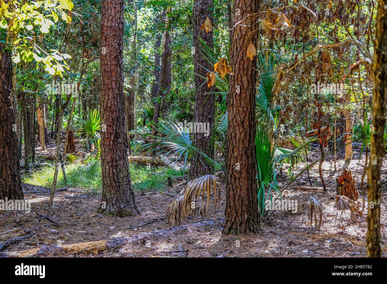 Tiefland Evergreen Forest Stockfoto