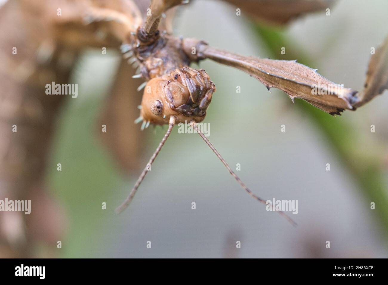 Kopf einer Gottesanbeterin, lauert auf einem Ast. Interessante Insekten, die gut beobachtet werden können. Stockfoto