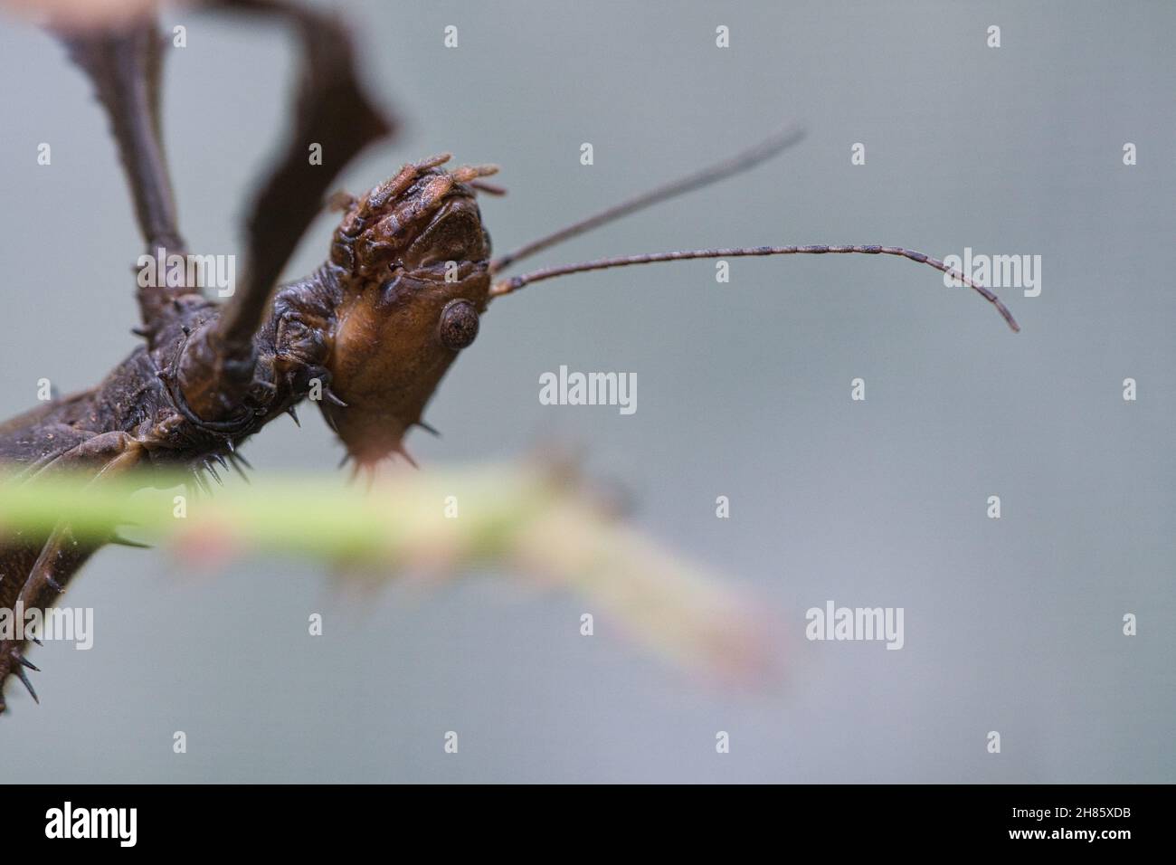 Kopf einer Gottesanbeterin, lauert auf einem Ast. Interessante Insekten, die gut beobachtet werden können. Stockfoto