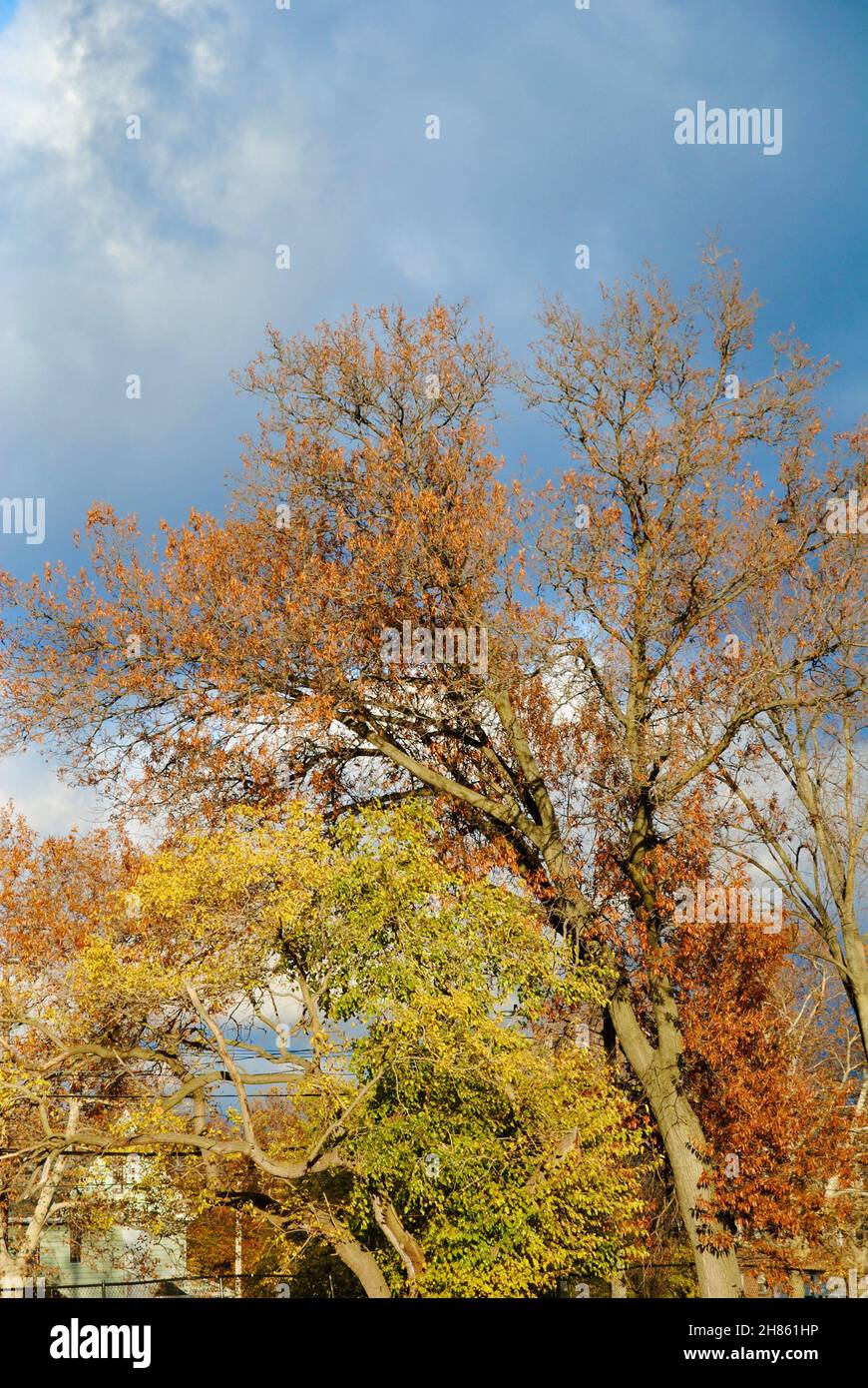 Farbenfrohe Herbstfarben gegen dunkle Wolken Stockfoto