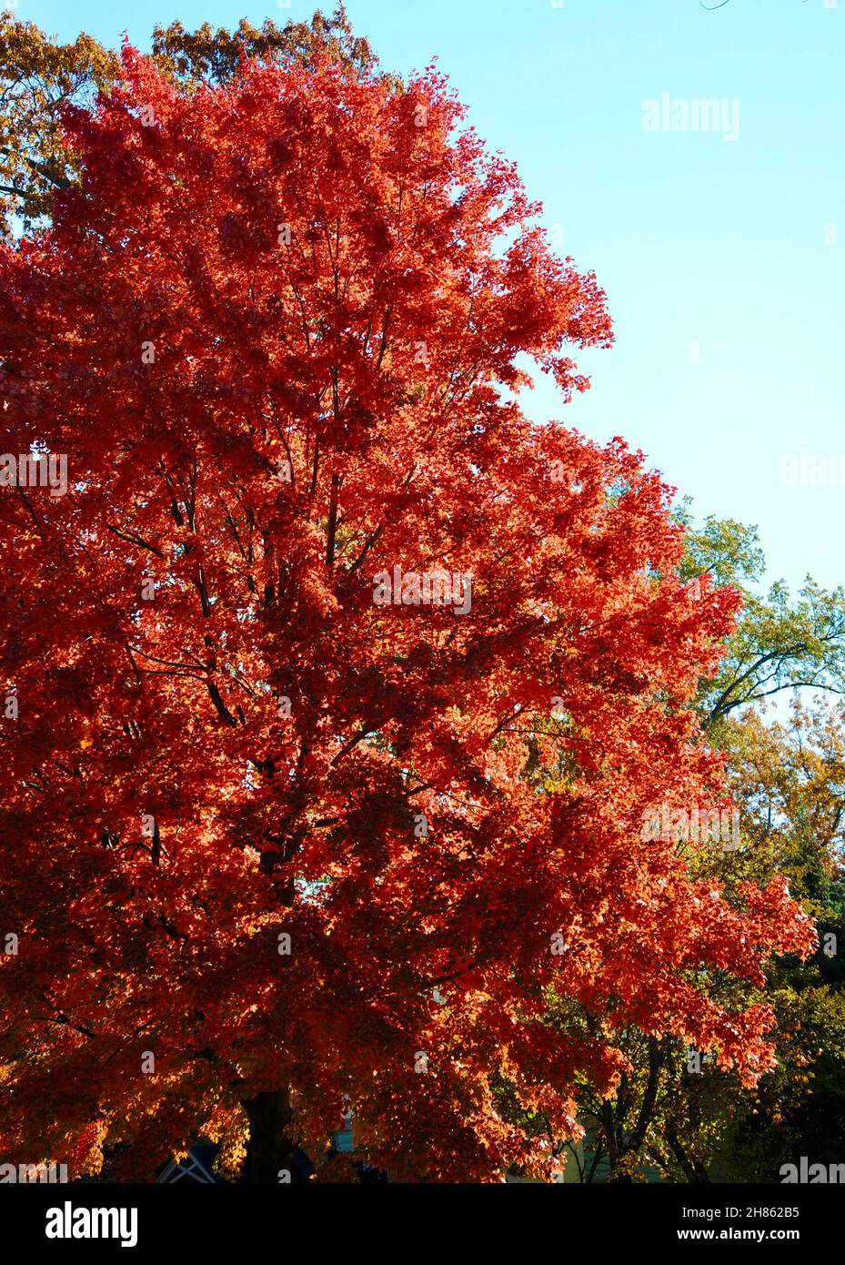 Baum mit schönen Herbstblättern Stockfoto