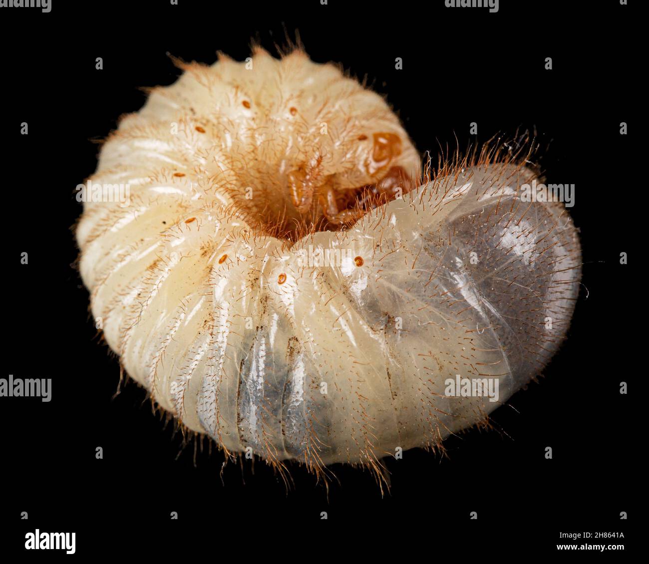 Mai Käfer Larven, lat. Melolontha , Phyllophaga, isoliert auf schwarzem Hintergrund Stockfoto