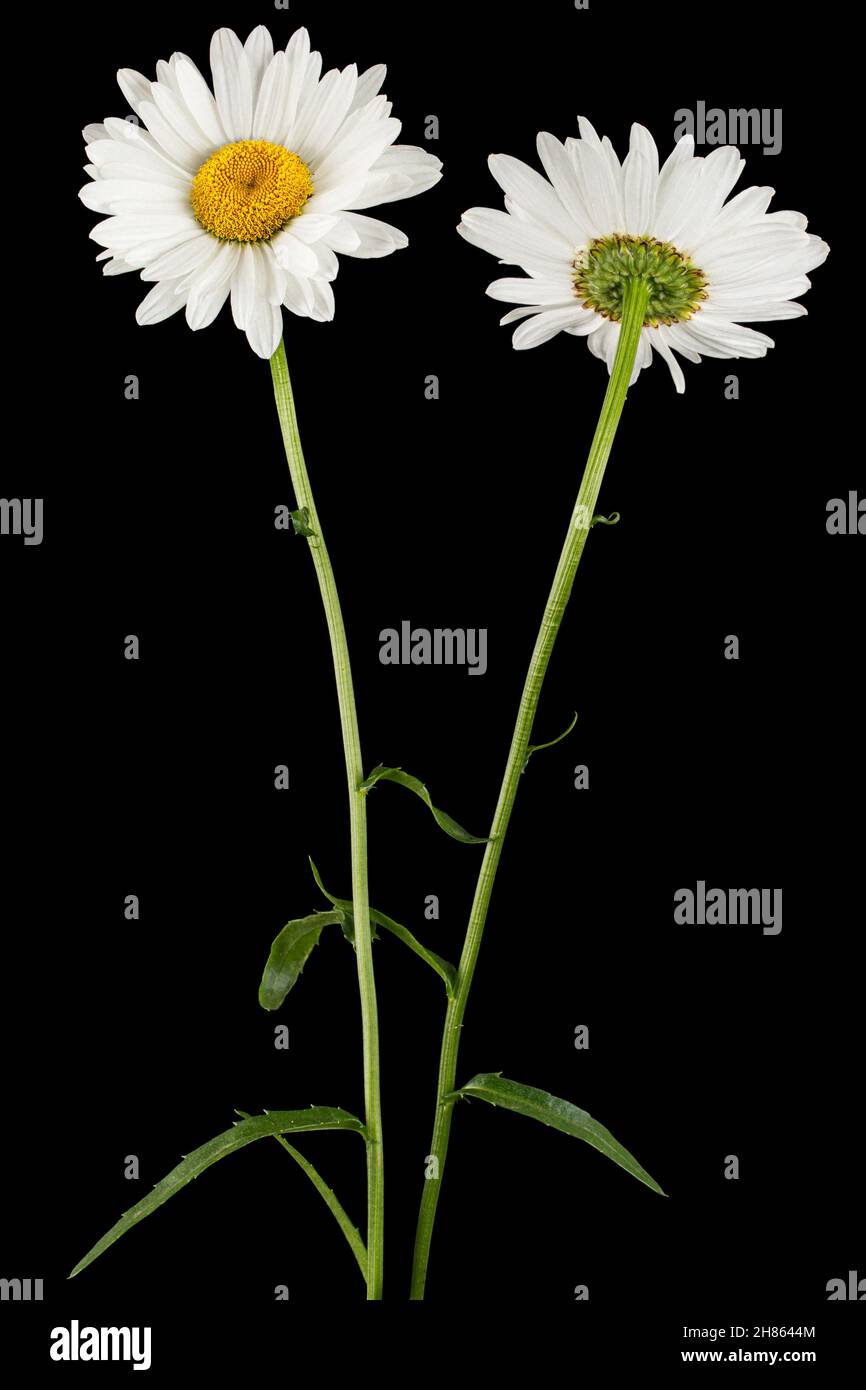 Weiße Blume der Kamille, lat. Matricaria, isoliert auf schwarzem Hintergrund Stockfoto