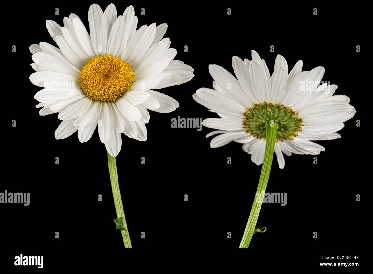 Weiße Blume der Kamille, lat. Matricaria, isoliert auf schwarzem Hintergrund Stockfoto