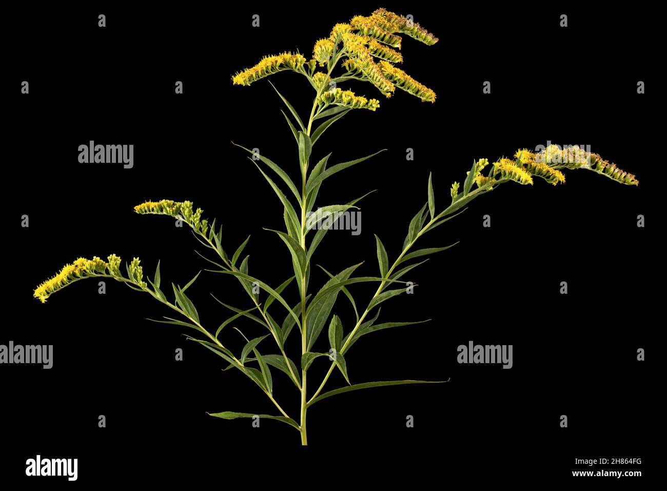 Gelbe Blüten der Goldrute, lat. Solidago, isoliert auf schwarzem Hintergrund Stockfoto