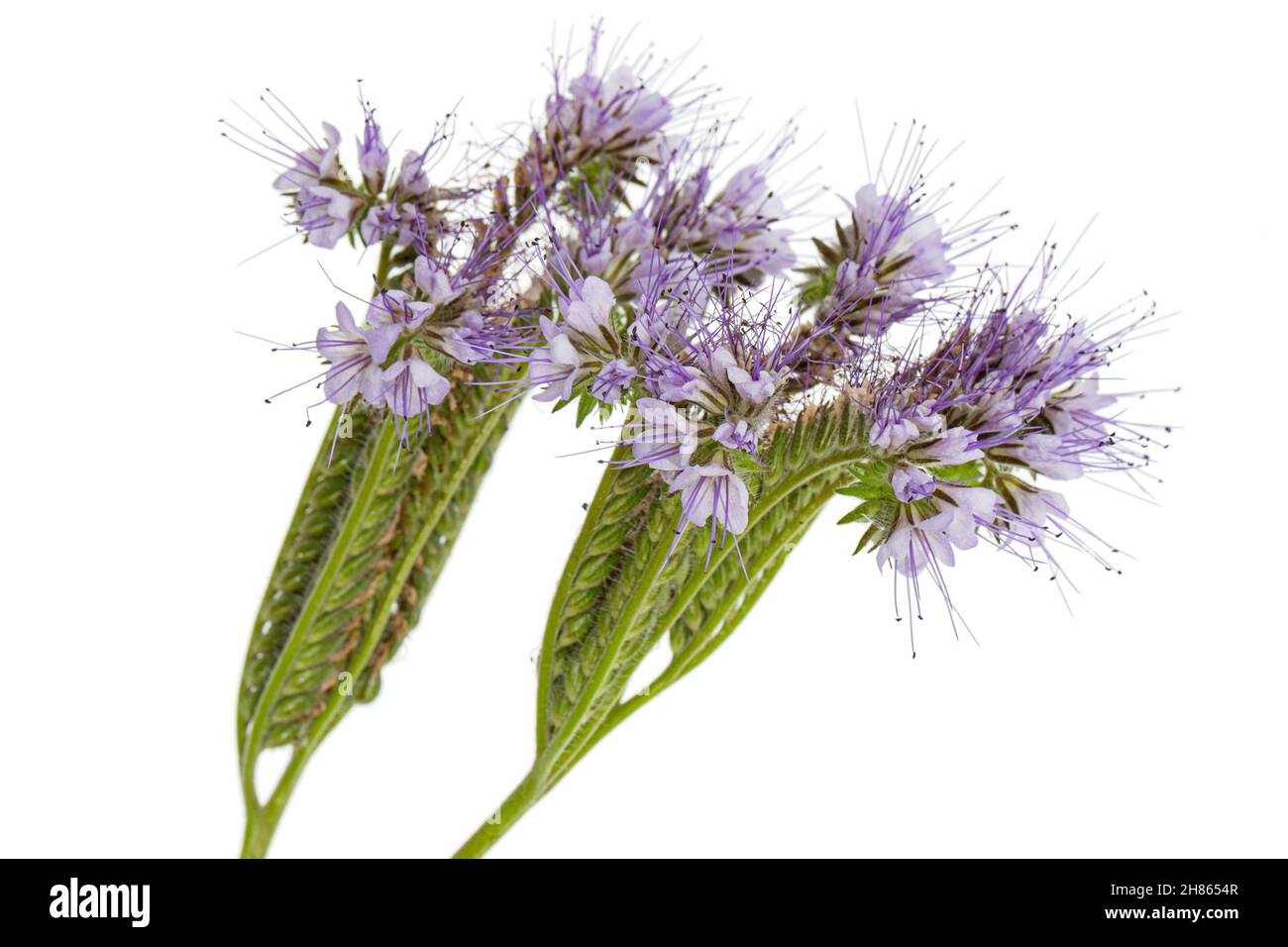 Hellviolette Blüten aus Phazelien, isoliert auf weißem Hintergrund Stockfoto