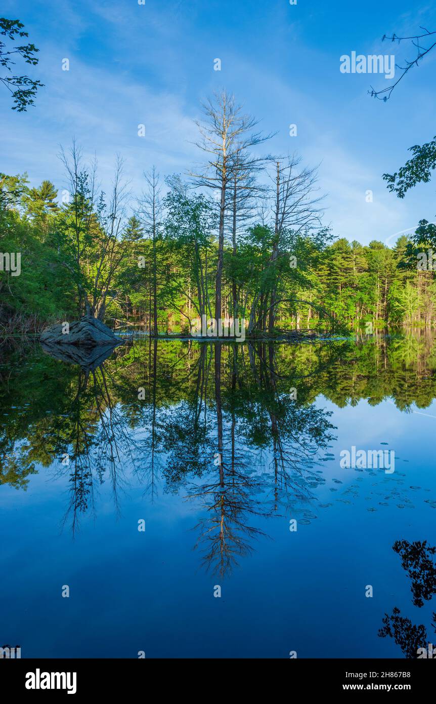 Boulder und Inselchen mit Baumschlingen spiegeln sich auf dem ruhigen Wasser des Brackett Pond in einem nördlichen Hartholz-weißen Kiefernwald wider. Harold Parker State Forest, MA Stockfoto