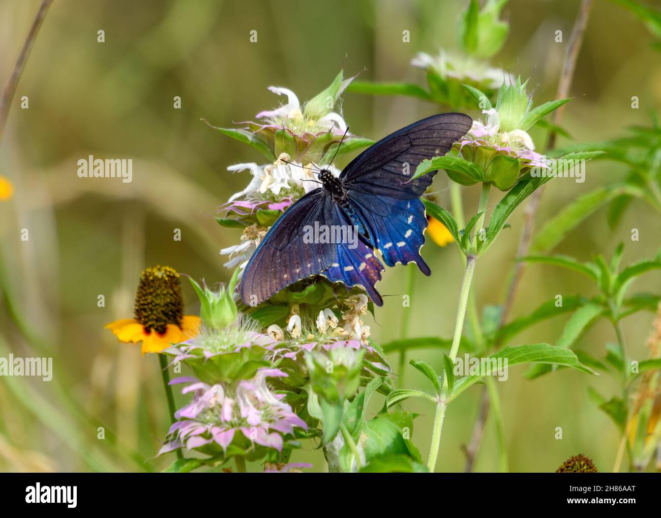 Pipevine-Schwalbenschwanz oder blauer Schwalbenschwanz (Battus philenor), der sich auf einer Bienenbalsam-Wildblume ernährt Stockfoto