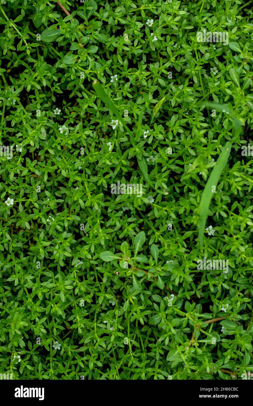 Heath Bedstraw oder Galium saxatile ist eine Pflanzenart der Gattung Galium. Diese Pflanze begünstigt besonders Heide, Moor und trockene, nährstoffarme Gr Stockfoto