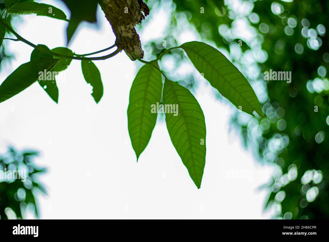 Das Mango-Blatt aus der Nähe und der trockene Stiel am weißen Himmel oder vor einem weißen, isolierten Hintergrund Stockfoto