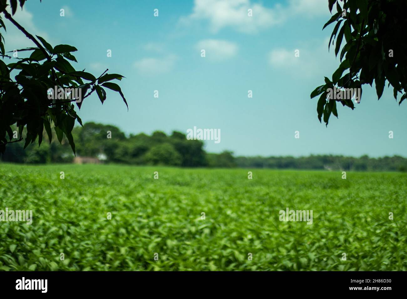 Die größte Jute-Plantage und Bäume und die größten Mangobäume dahinter mit blauem Himmel, weißen Wolken, die eine wunderschöne Landschaft sehen Stockfoto