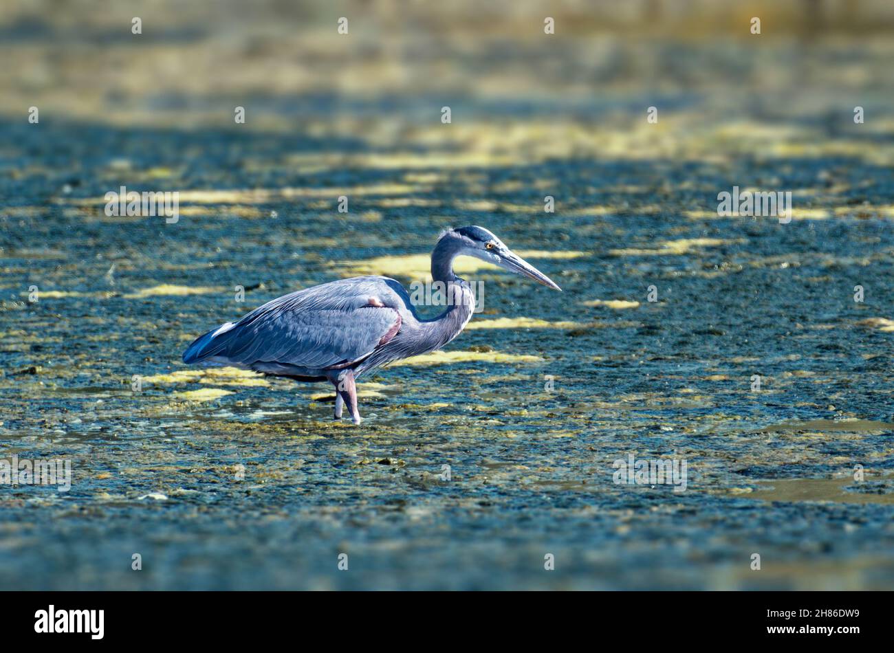 Great Blue Heron (Ardea herodias) in Malibu Lagoon Beach CA.USA Stockfoto