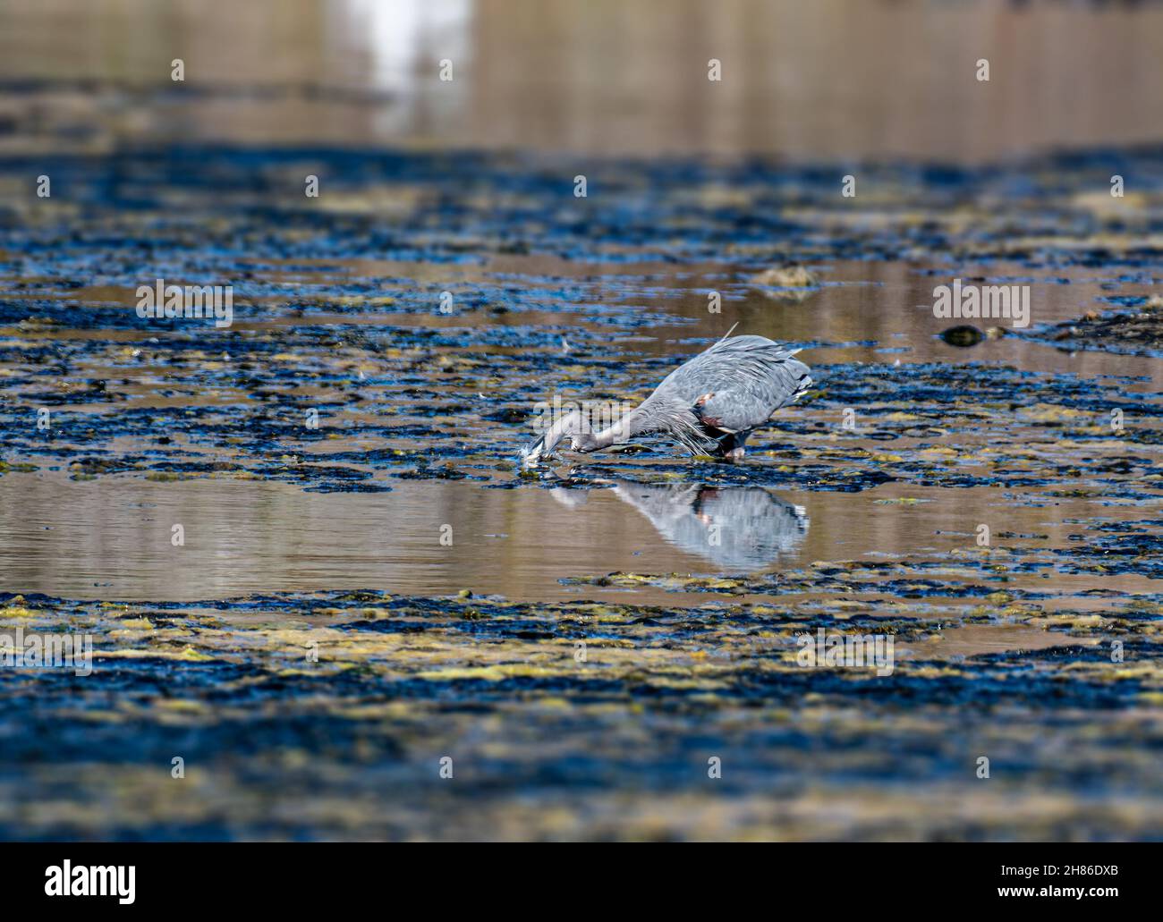 Great Blue Heron (Ardea herodias) in Malibu Lagoon Beach CA.USA Stockfoto