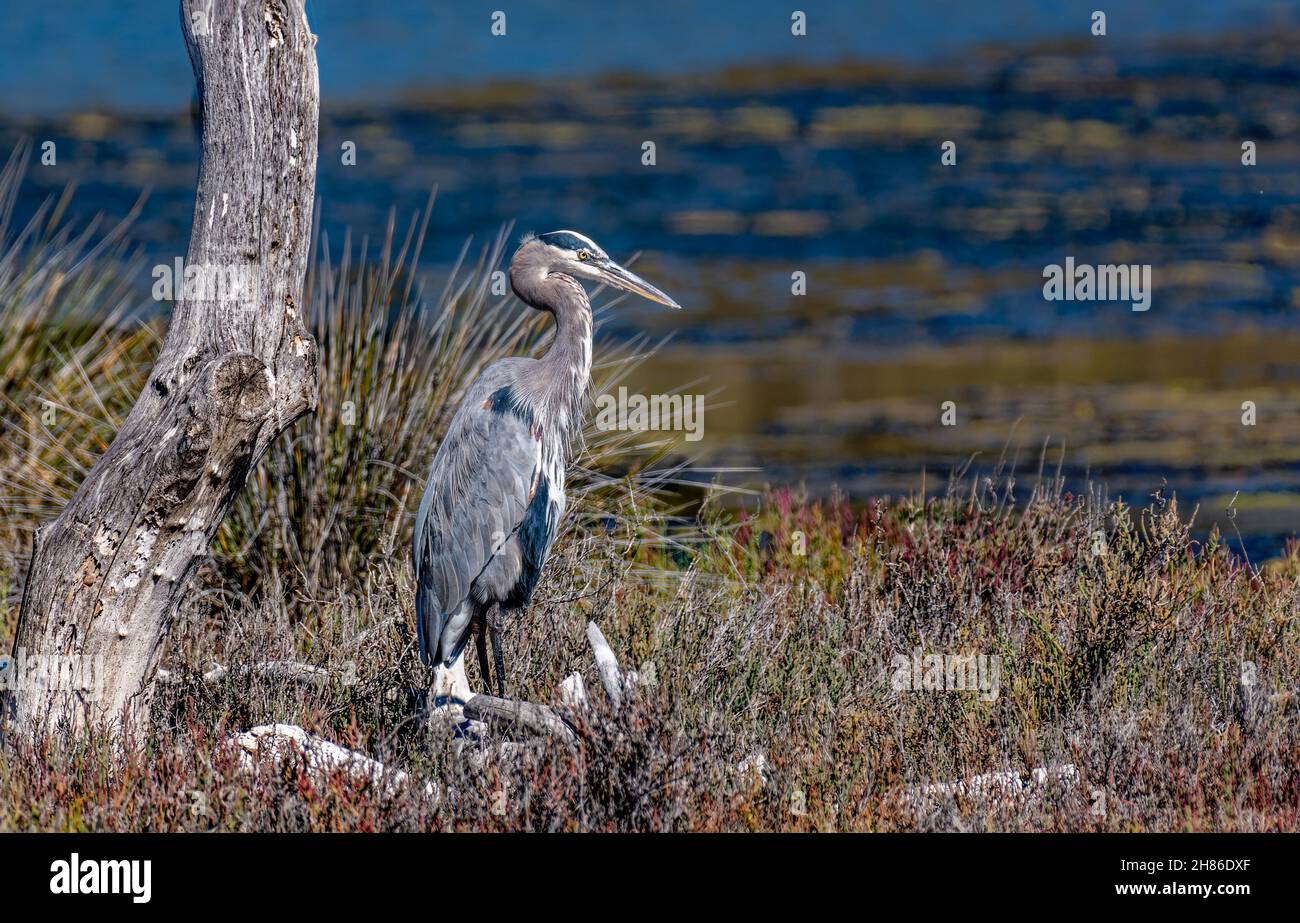 Great Blue Heron (Ardea herodias) in Malibu Lagoon Beach CA.USA Stockfoto