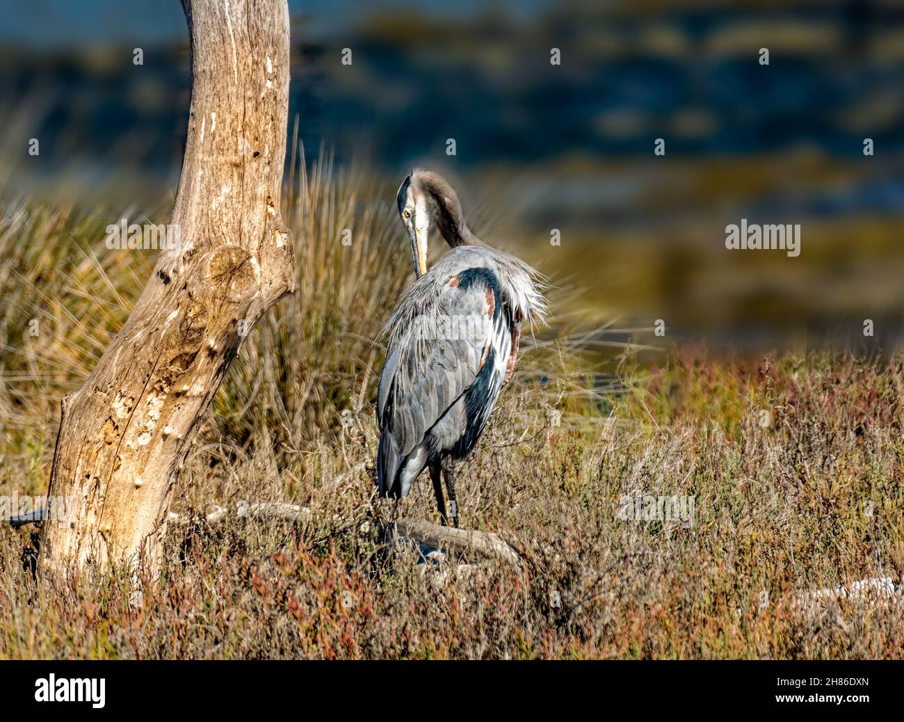 Great Blue Heron (Ardea herodias) in Malibu Lagoon Beach CA.USA Stockfoto