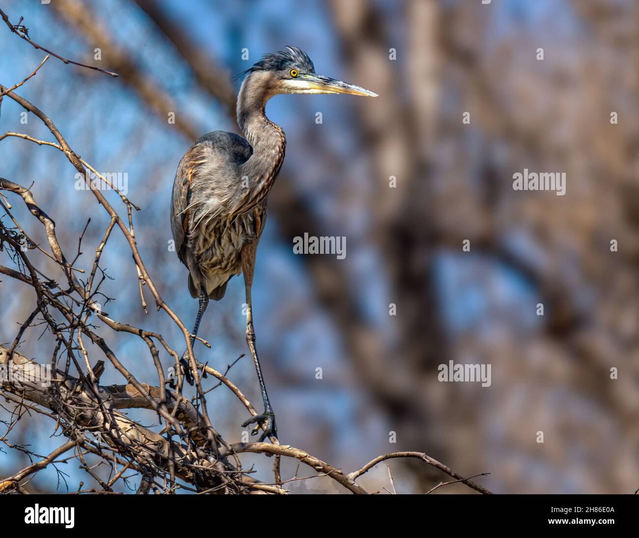 Großer Blaureiher (Ardea herodias), der im Baum im Sepulveda Wildlife Reserve CA USA biert Stockfoto