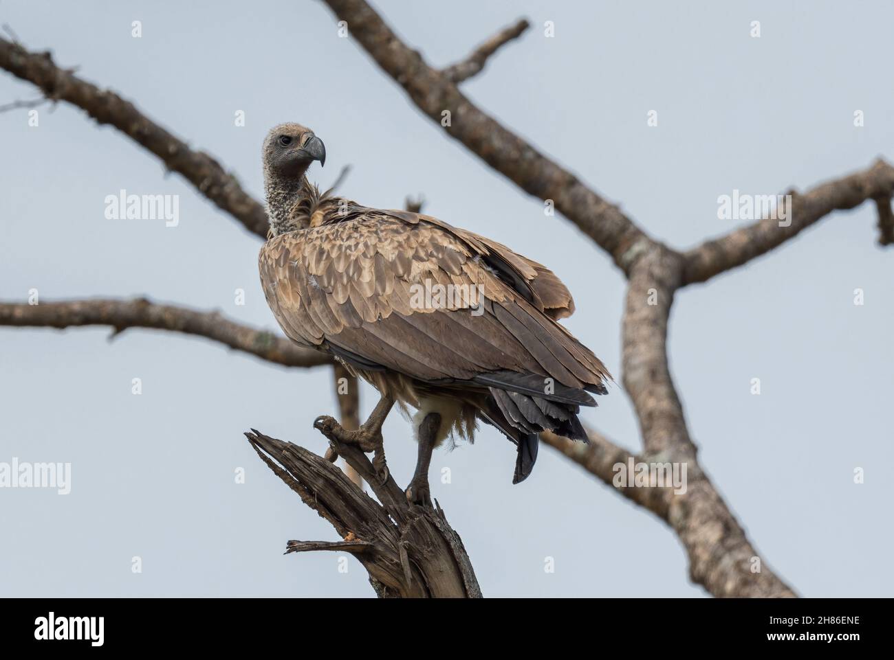 Weißrückengeier - Gyps africanus, großer gefährdeter Greifvogel aus afrikanischen Büschen und Savannen, Lake Mburo, Uganda. Stockfoto