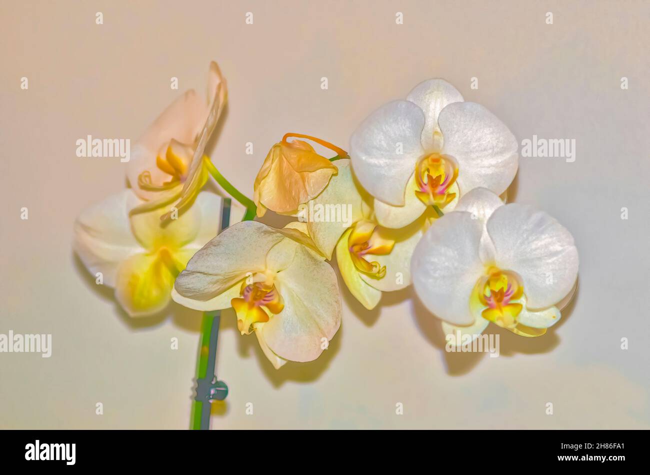 Digital manipulierten Bild eines weißen Phalaenopsis Orchidee auf weißem Hintergrund Stockfoto