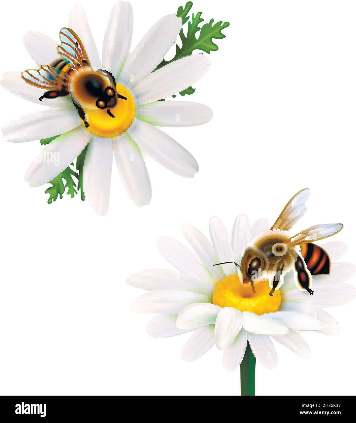 Zwei Honigbienen sammeln Nektar aus Gänseblümchen realistische Symbole Auf weißem Hintergrund isolierte Vektordarstellung Stock Vektor