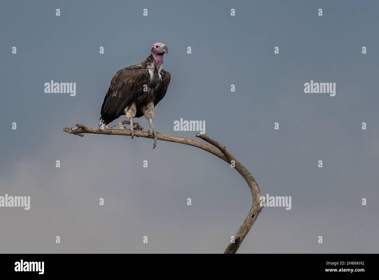 Lappet-Faced Vulture - Torgos tracheliotos, großer gefährdeter Greifvogel aus afrikanischen Büschen und Savannen, Lake Mburo, Uganda. Stockfoto