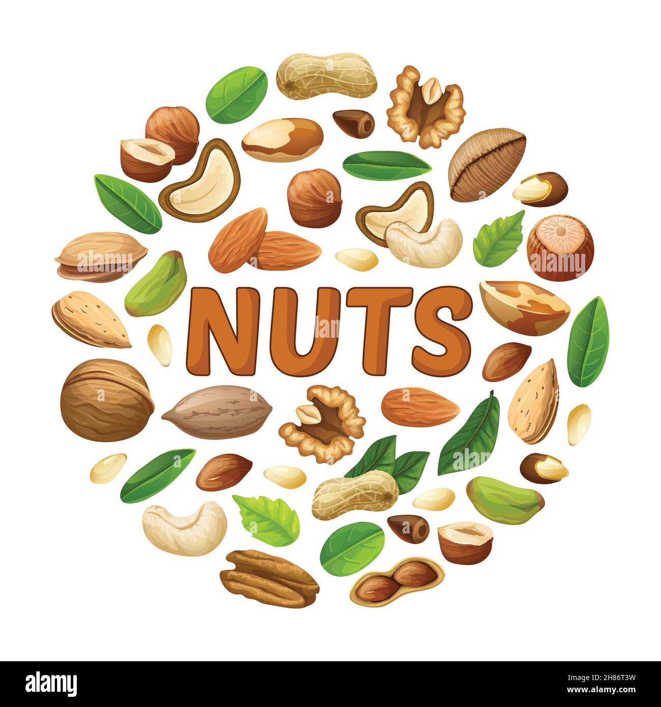 Cartoon Nüsse rund Konzept mit Erdnussmandel Cashew Pecan Haselnuss Pistazie Walnuss Kiefer und brasilien Samen Vektor-Illustration Stock Vektor