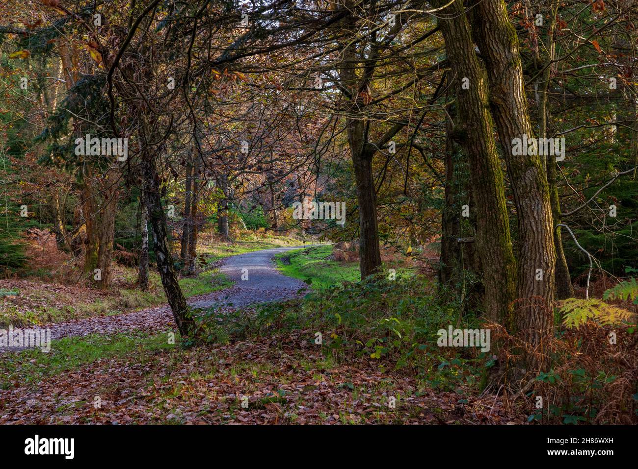 Herbst im Wyre Forest in Worcestershire, England Stockfoto