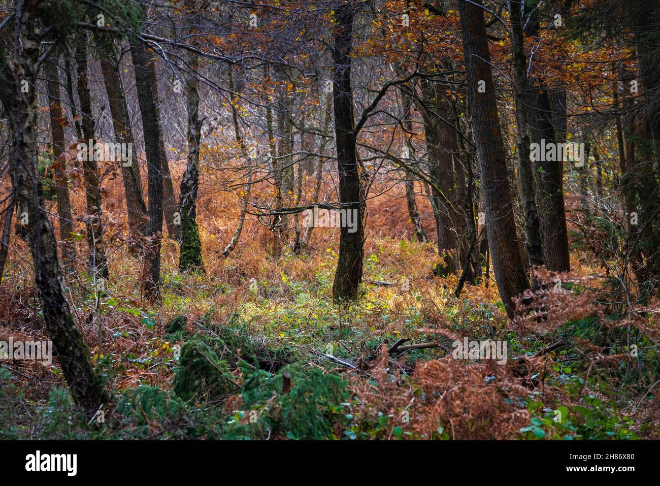 Herbst im Wyre Forest in Worcestershire, England Stockfoto