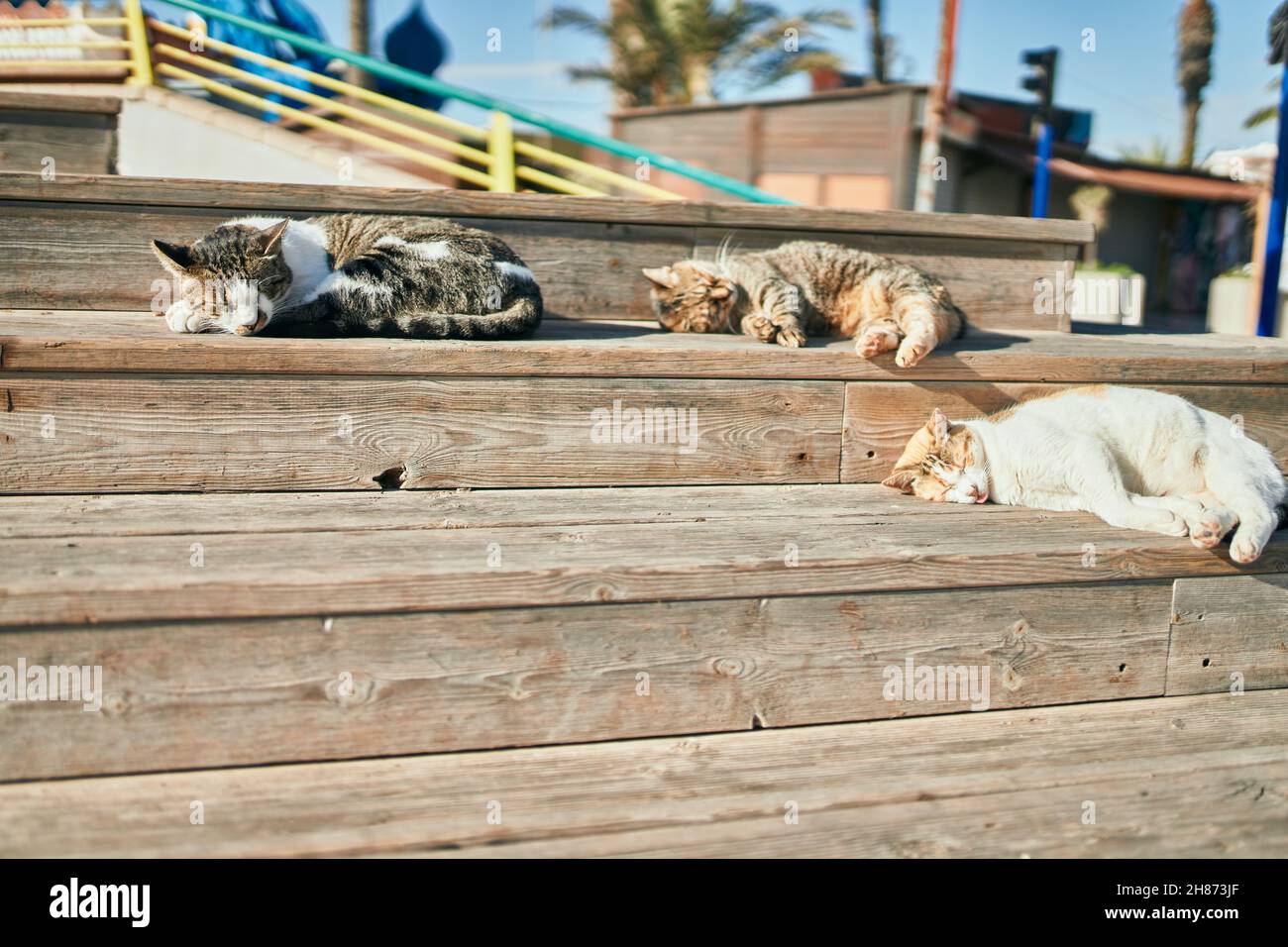 Gruppe streunender Katzen, die an einem sonnigen Tag im Freien schlafen. Gemeinsam sonnenbaden, müde ein Nickerchen machen und auf dem Boden liegen Stockfoto