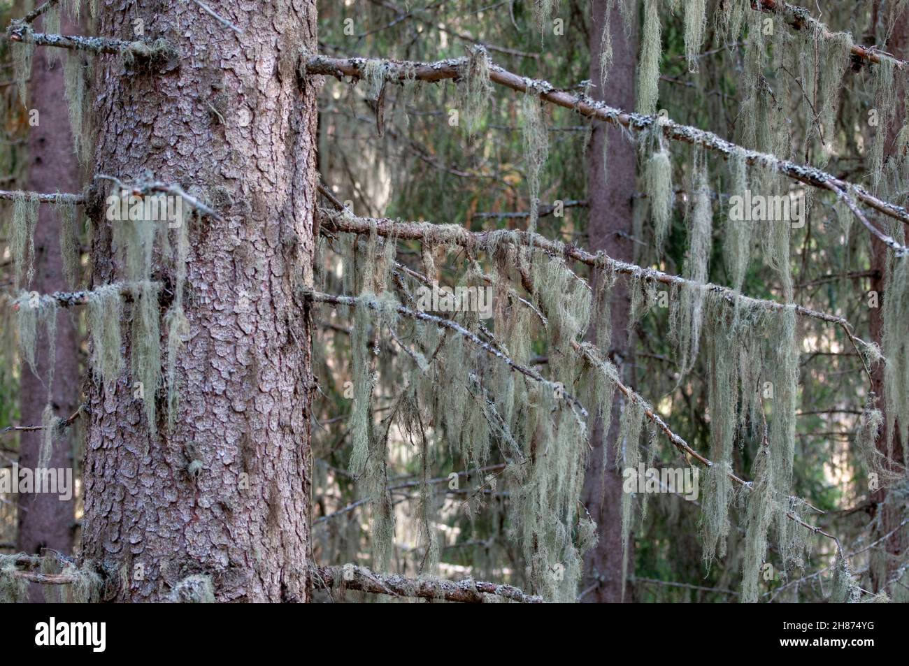 Spanisch Moss (aus der Familie Bromeliaceae) drapiert über Pine Tree Branches. In diesem Werk werden Bäume oder Felsen, um Unterstützung zu erhalten. Es ist der Baum nicht schaden, so Stockfoto