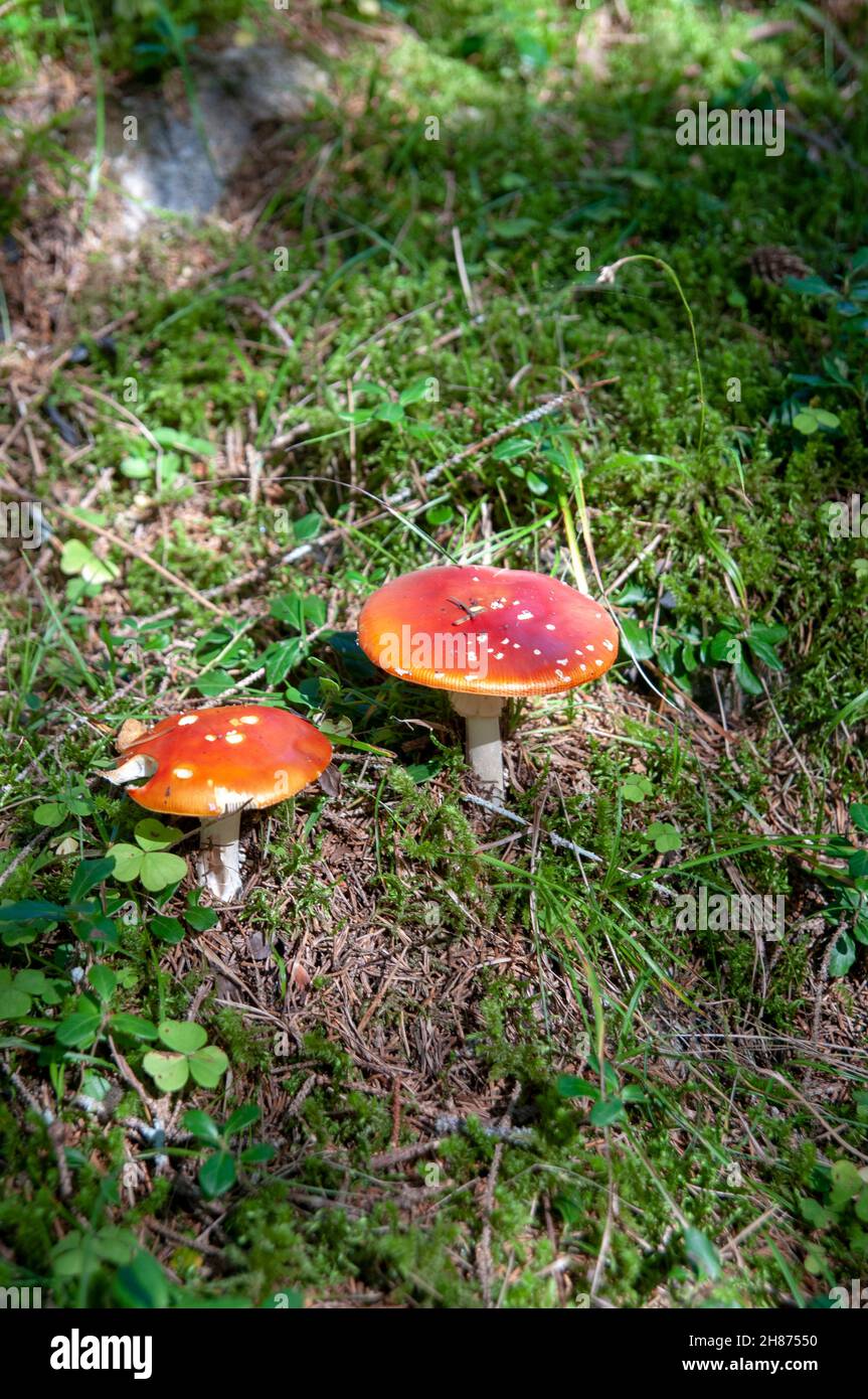 Amanita muscaria, allgemein bekannt als the fly Agaric oder amanita fliegen, ist ein basidiomycet der Gattung Amanita. Es ist auch ein muscimol Pilz. Native thr Stockfoto