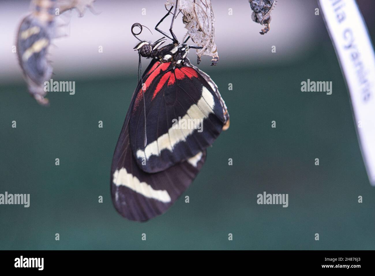 Schmetterling schlüpft aus seinem Kokon. Ein neues Insektenleben entsteht. Toll zu beobachten. Stockfoto