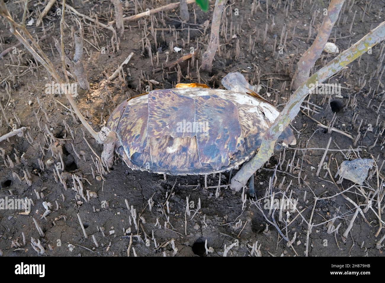 Karapace einer grünen Meeresschildkröte, Chelonia mydas, im Mangroven. Diese Meeresschildkröte ist als gefährdet eingestuft. Stockfoto