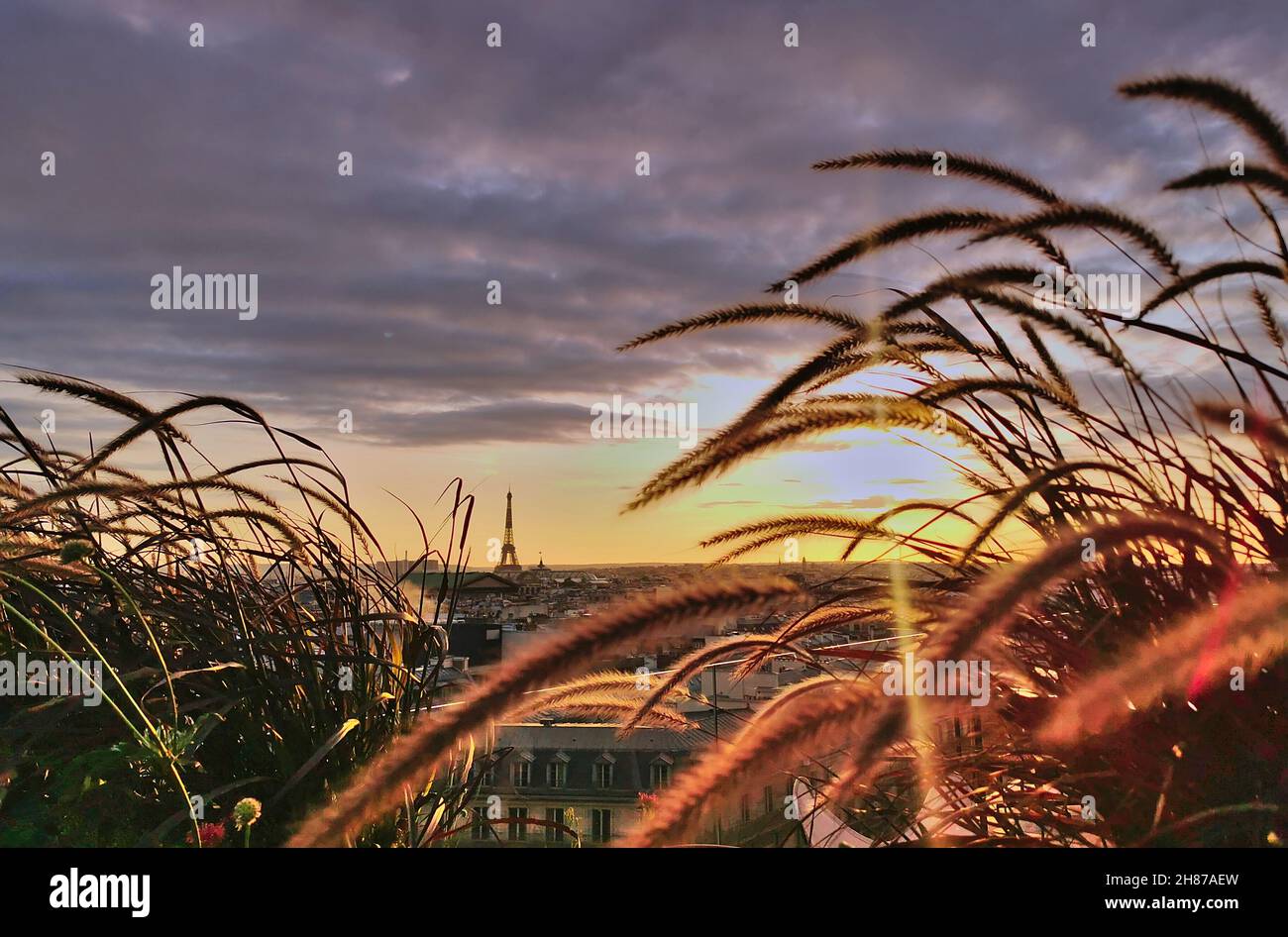 Vue de la Tour EIFFEL depuis un Petit jardin Terrasse à Paris un jour ensoleillé. La photo est Pry entre les plantes d'un jardin. Stockfoto