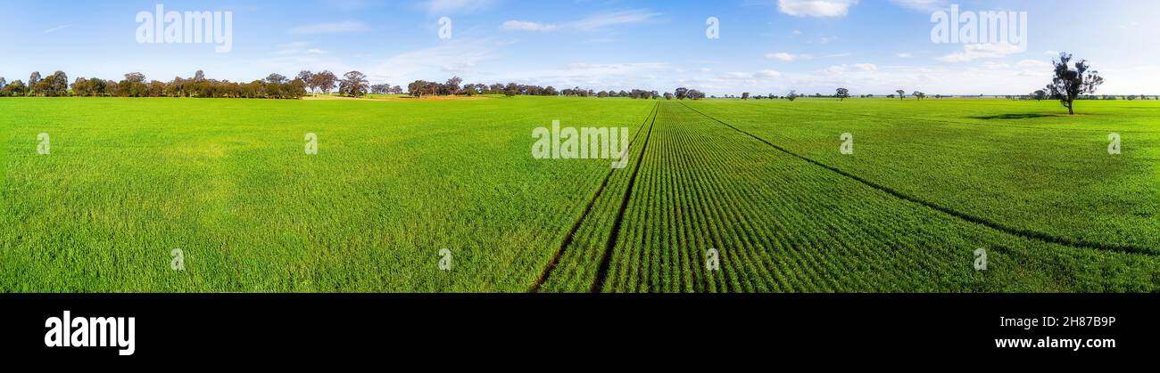 Endlose flache Felder mit grünen Maispflanzen in der ländlichen Landschaft des Staates Victoria in Australien. Stockfoto
