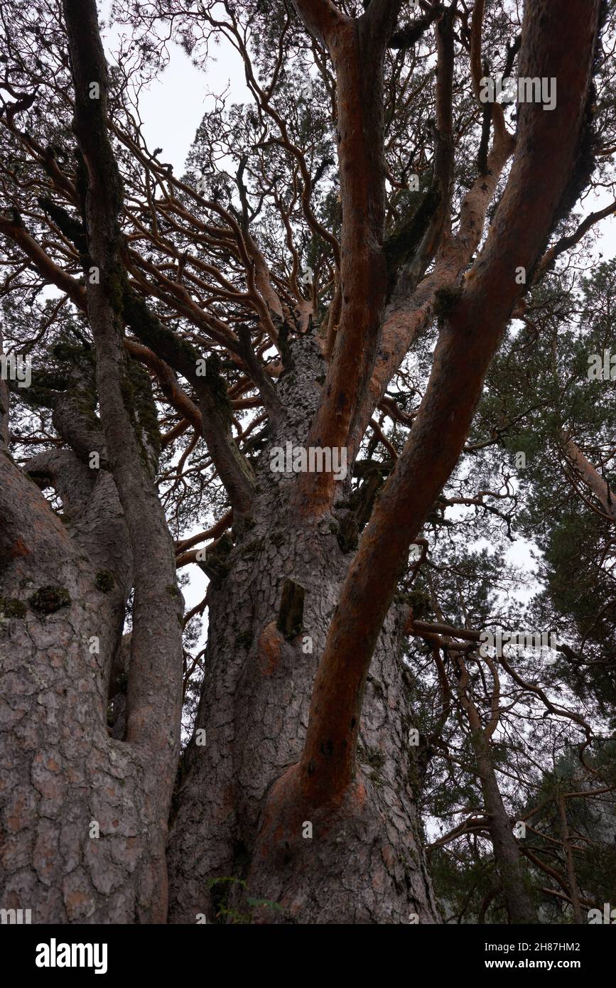 Eine große Eiche mit großen, seltsam geformten Zweigen im Herbst. Stockfoto
