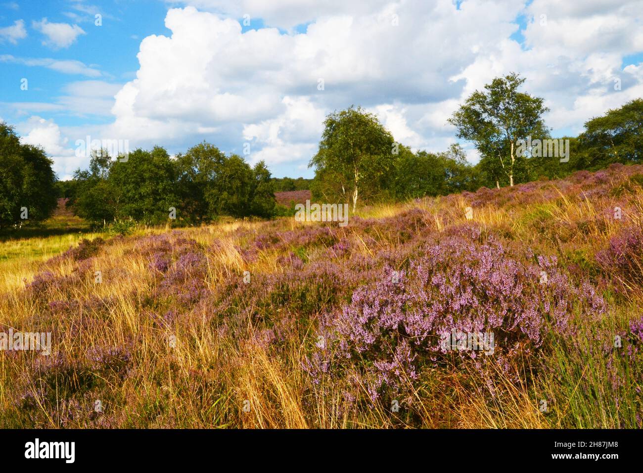 Westleton Heath National Nature Reserve, Teil von Minsmere, Suffolk, Großbritannien Stockfoto