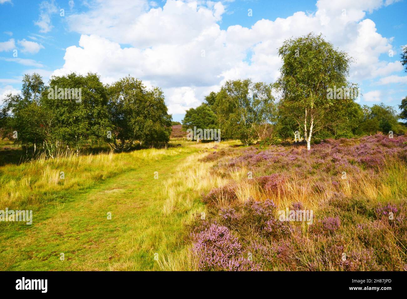 Westleton Heath National Nature Reserve, Teil von Minsmere, Suffolk, Großbritannien Stockfoto