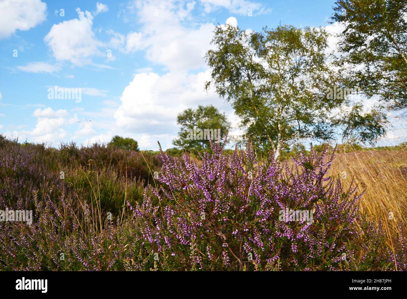 Westleton Heath National Nature Reserve, Teil von Minsmere, Suffolk, Großbritannien Stockfoto