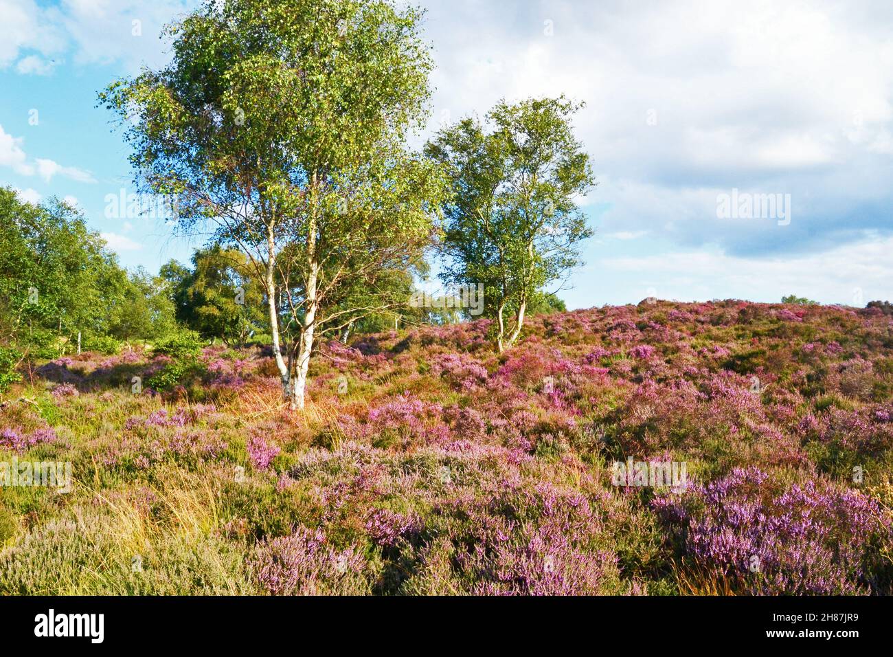 Westleton Heath National Nature Reserve, Teil von Minsmere, Suffolk, Großbritannien Stockfoto