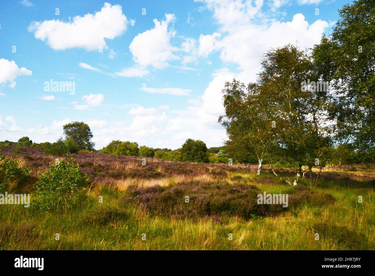 Westleton Heath National Nature Reserve, Teil von Minsmere, Suffolk, Großbritannien Stockfoto