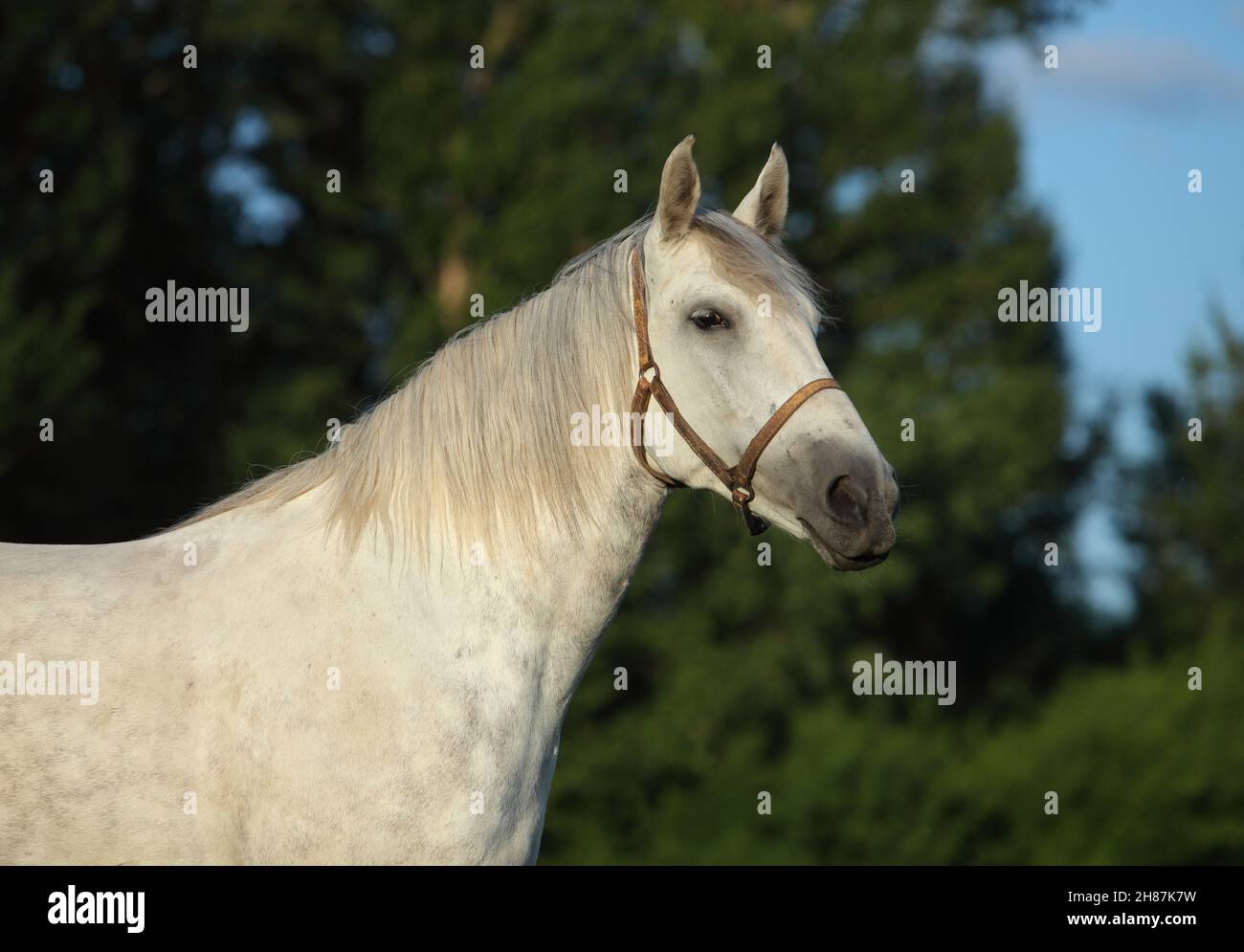 Andalusisches Pferd Porträt vor dunkelgrünen Bäumen Hintergrund Stockfoto