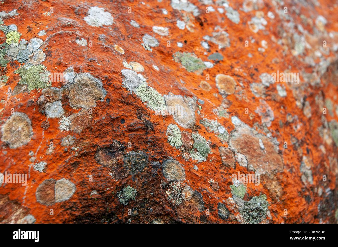 Nahaufnahme eines Patch der hellen orange Trentepohlia sp. Alge wächst auf Felsen. Die hellen orange Farbe wird durch das Vorhandensein großer Mengen von verursacht werden Stockfoto