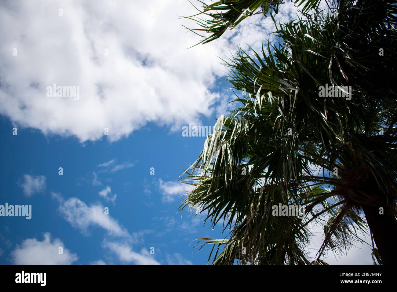 Palmtress an einem blauen Himmel mit Wolken Stockfoto