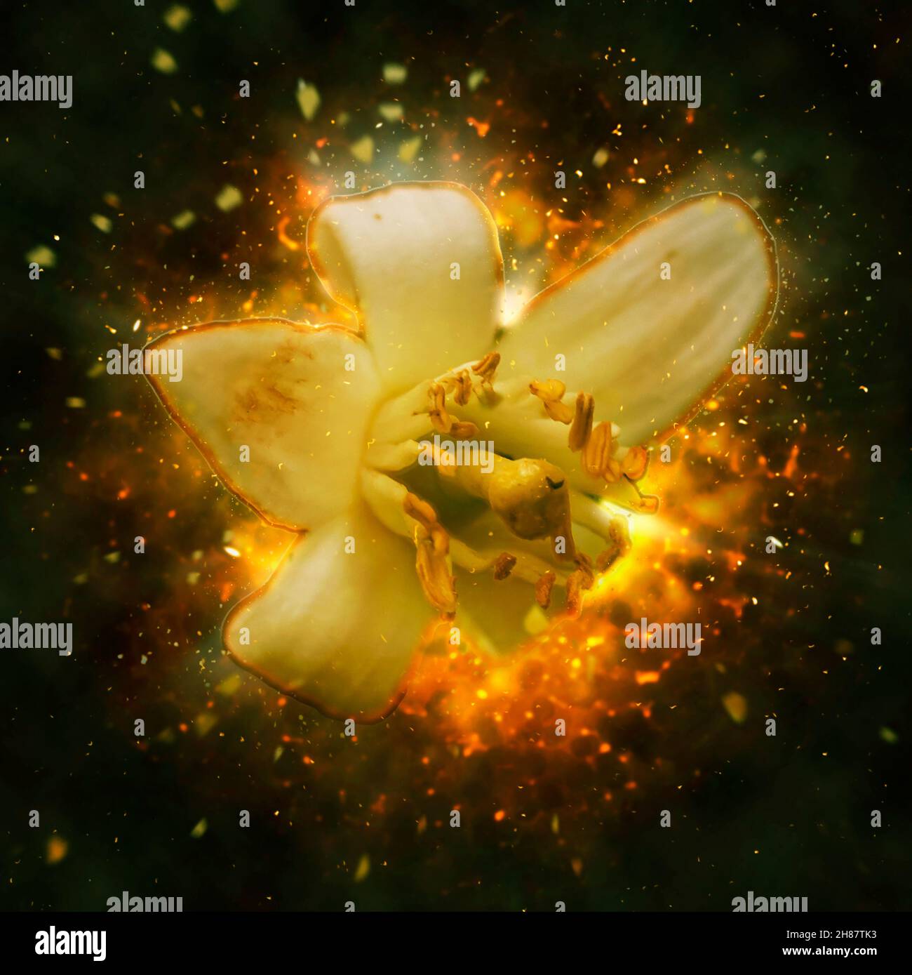 Digital manipuliert, Orangenblüten auf einem Baum im Garten Stockfoto