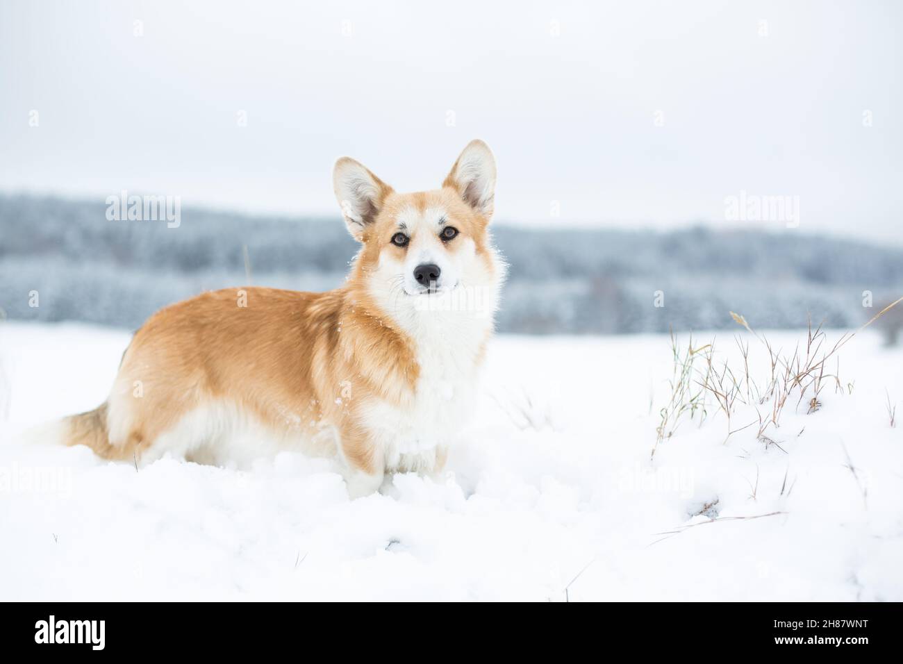 Welsh Corgi Pembroke steht im Schnee Stockfoto