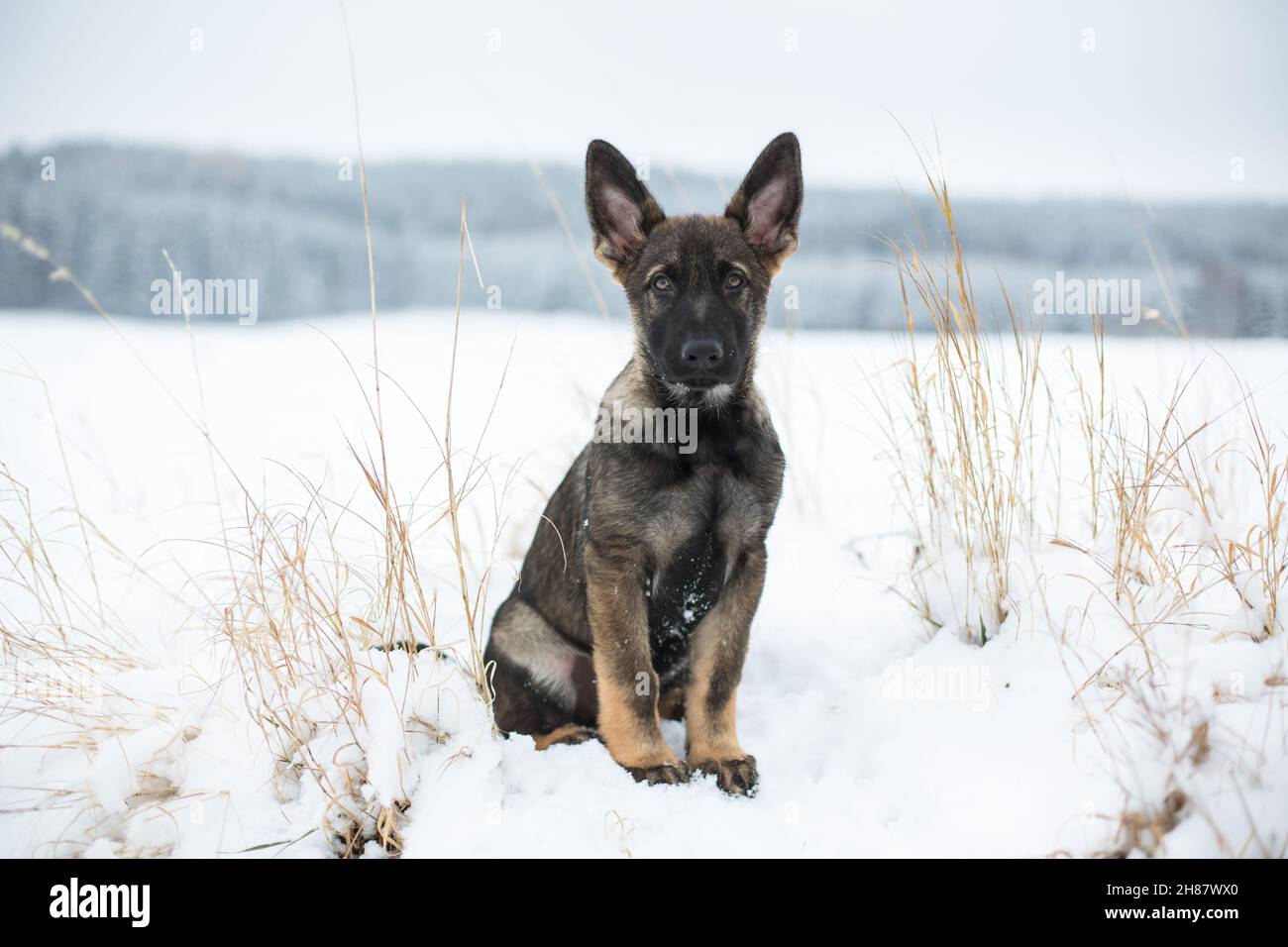 Deutscher Schäferhund Welpe (Elsässer) sitzt im Schnee Stockfoto