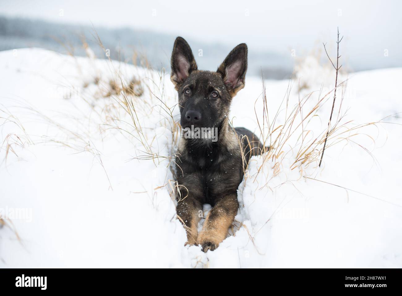 Deutscher Schäferhund Welpe (Elsässer) liegt im Schnee Stockfoto