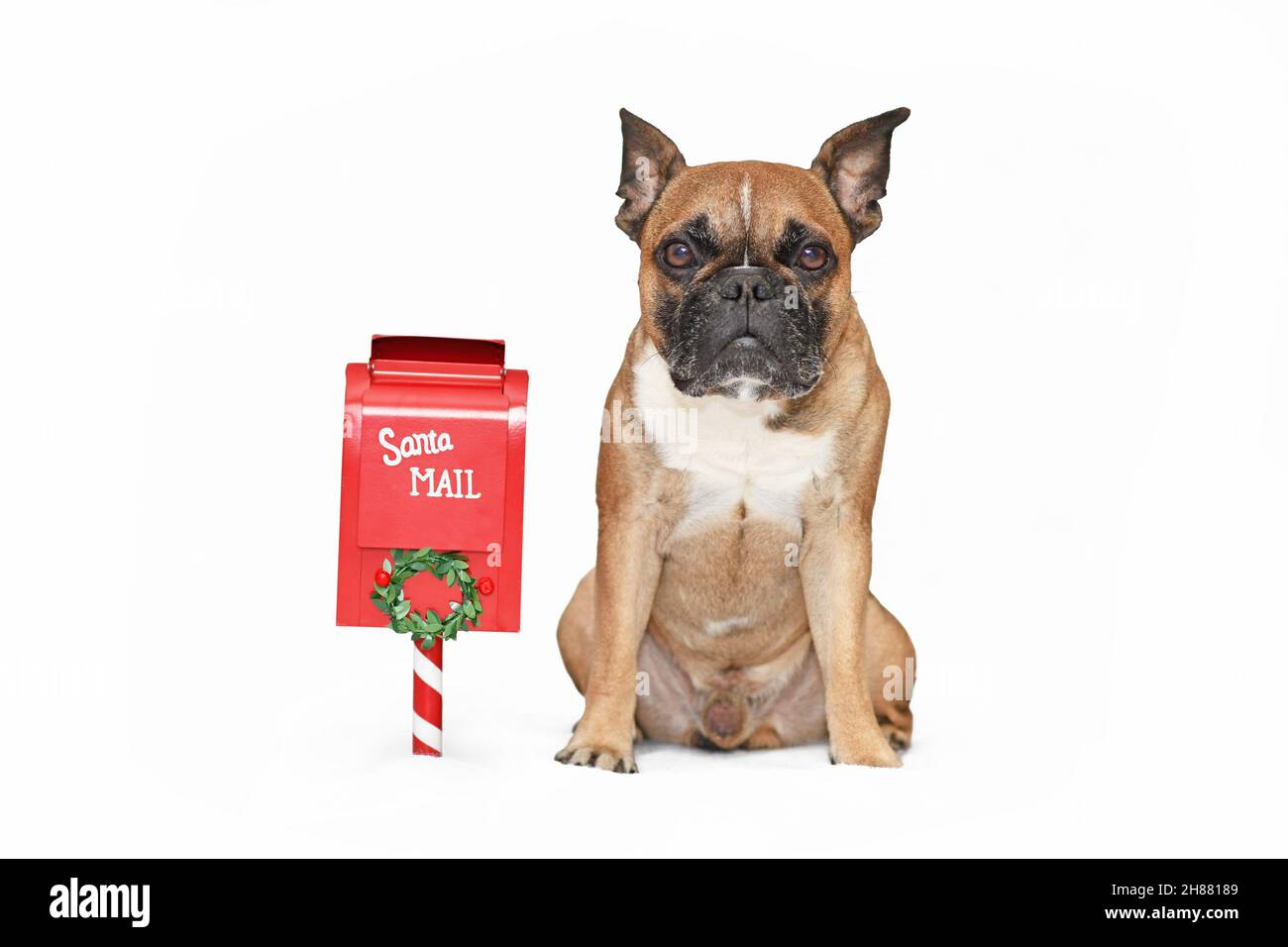 Französischer Bulldog, der neben dem Briefkasten des Weihnachtsmanns auf weißem Hintergrund sitzt Stockfoto